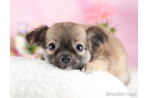 成約済の茨城県のチワワ(ロングコート)-328708の2枚目