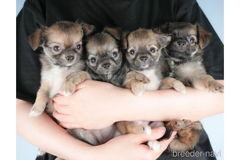 成約済の茨城県のチワワ(ロングコート)-328708の3枚目