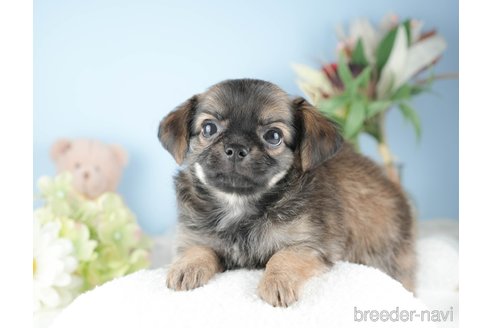 成約済の茨城県のチワワ(ロングコート)-328711の3枚目