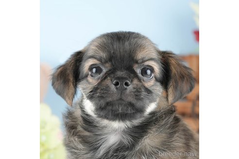 成約済の茨城県のチワワ(ロングコート)-328711の1枚目