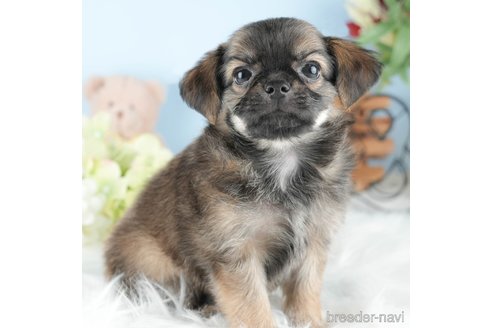 成約済の茨城県のチワワ(ロングコート)-328711の4枚目