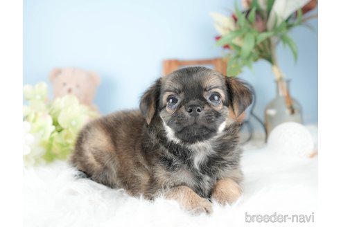 成約済の茨城県のチワワ(ロングコート)-328711の5枚目