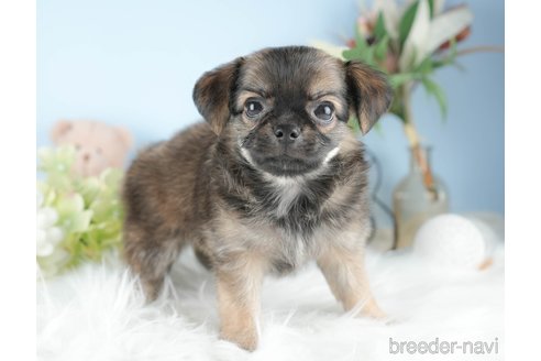 成約済の茨城県のチワワ(ロングコート)-328711の2枚目