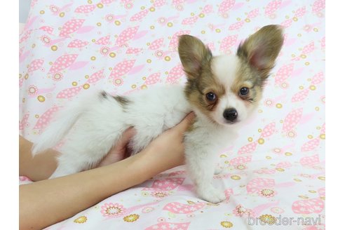 成約済の千葉県のミックス犬-323934の3枚目