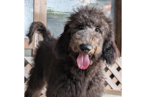 成約済の香川県のスタンダードプードル-311450の1枚目
