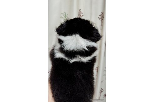 成約済の神奈川県のシェットランドシープドッグ(シェルティ)-328745の4枚目