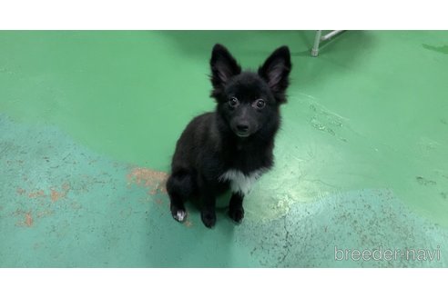 成約済の東京都のミックス犬-303999の7枚目