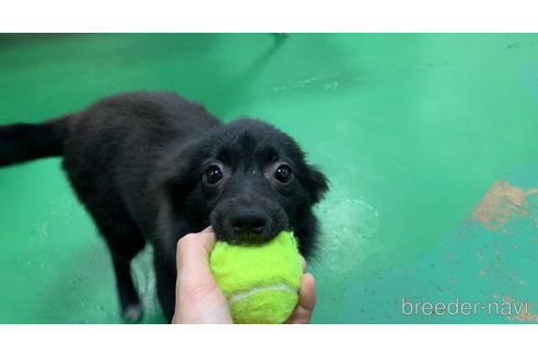 成約済の東京都のミックス犬-303999の6枚目