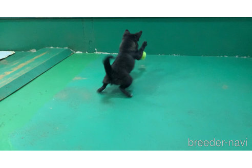 成約済の東京都のミックス犬-303999の5枚目