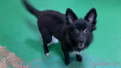 成約済の東京都のミックス犬-303999の3枚目