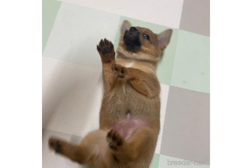 成約済の大分県のミックス犬-324779の5枚目