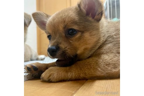 成約済の大分県のミックス犬-324779の4枚目