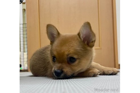 成約済の大分県のミックス犬-324779の3枚目