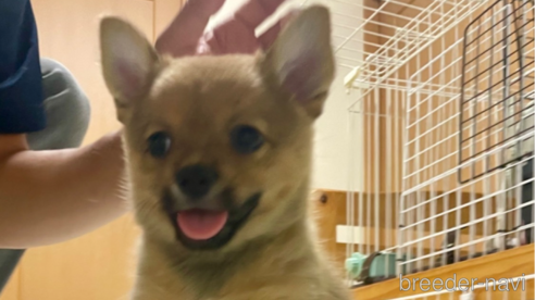 成約済の大分県のミックス犬-324779の2枚目