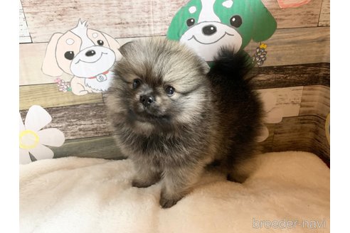 成約済の福岡県のポメラニアン-324629の3枚目