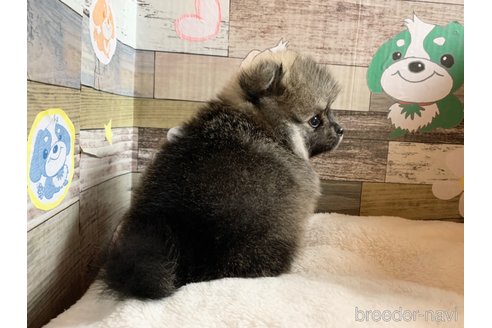 成約済の福岡県のポメラニアン-324629の2枚目