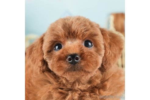 成約済の茨城県のトイプードル-328794の1枚目