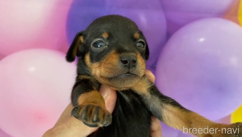 成約済の北海道のミニチュアピンシャー(ミニピン)-328795の5枚目