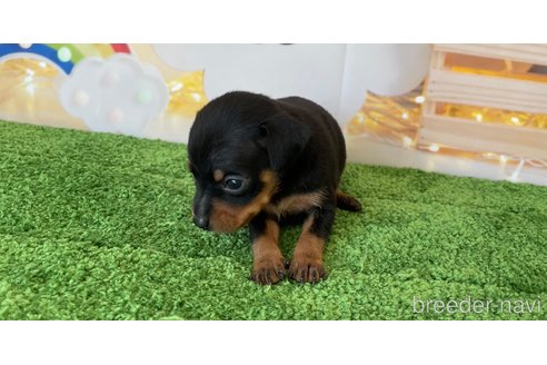 成約済の北海道のミニチュアピンシャー(ミニピン)-328795の4枚目