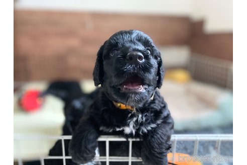 成約済の東京都のその他の犬種-328806の17枚目