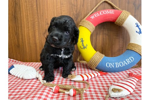 成約済の東京都のその他の犬種-328806の14枚目