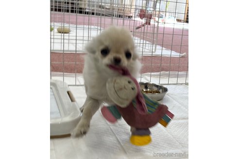 成約済の香川県のチワワ(ロングコート)-312337の4枚目