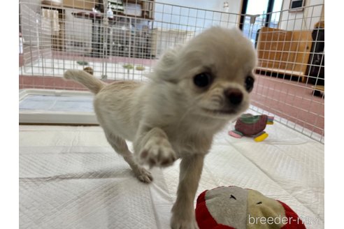 成約済の香川県のチワワ(ロングコート)-312337の12枚目