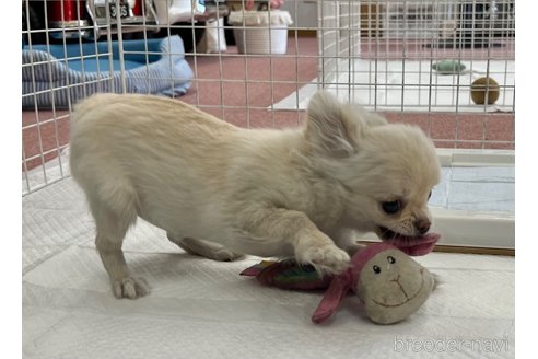 成約済の香川県のチワワ(ロングコート)-312337の11枚目