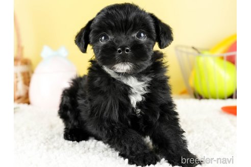 成約済の茨城県のチワプー:チワワ×トイプードル-328815の4枚目