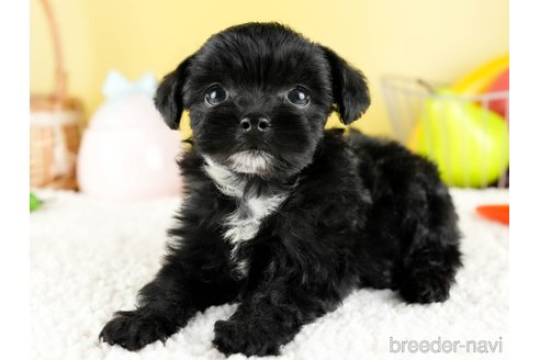 成約済の茨城県のチワプー:チワワ×トイプードル-328815の5枚目