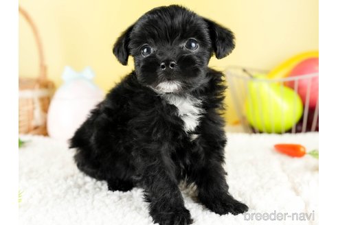 成約済の茨城県のチワプー:チワワ×トイプードル-328815の6枚目