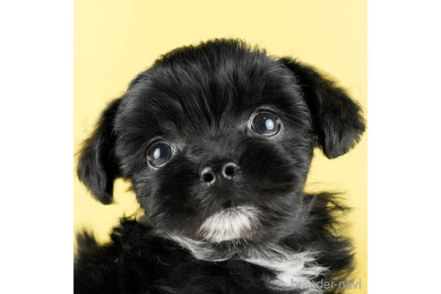 成約済の茨城県のチワプー:チワワ×トイプードル-328815の1枚目