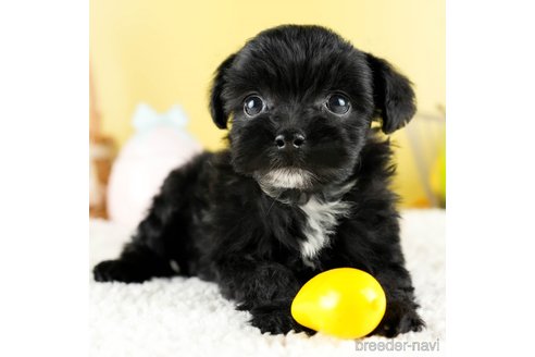 成約済の茨城県のチワプー:チワワ×トイプードル-328815の3枚目