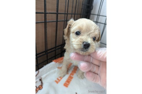 成約済の岡山県のマルプー:マルチーズ×トイプードル-328845の7枚目