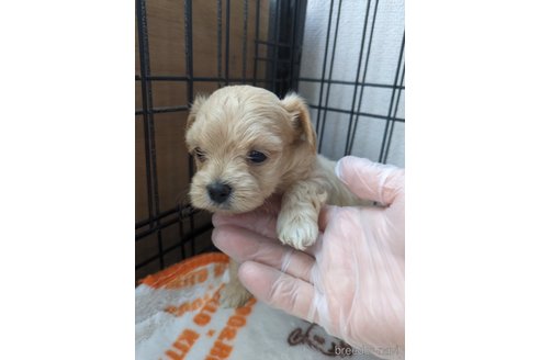 成約済の岡山県のマルプー:マルチーズ×トイプードル-328845の8枚目