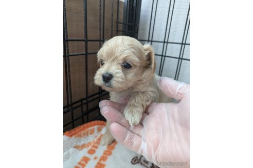 成約済の岡山県のマルプー:マルチーズ×トイプードル-328845の10枚目