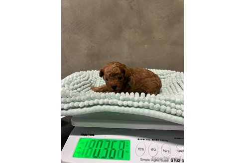 成約済の沖縄県のトイプードル-328876の2枚目