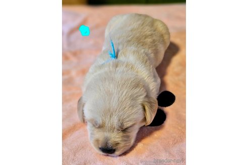 成約済の大阪府のミックス犬-328878の3枚目