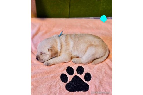 成約済の大阪府のミックス犬-328878の2枚目