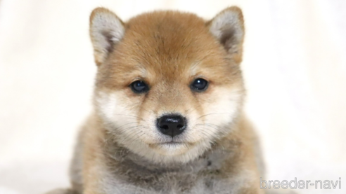 成約済の滋賀県の柴犬-328896