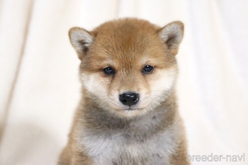 成約済の滋賀県の柴犬-328896の6枚目