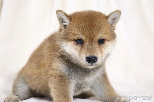 成約済の滋賀県の柴犬-328896の5枚目