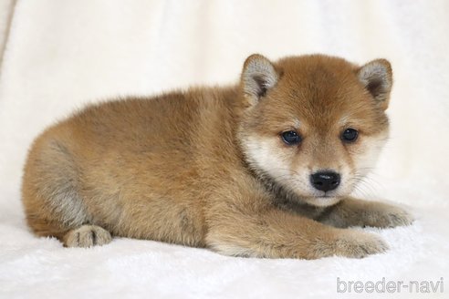 成約済の滋賀県の柴犬-328896の4枚目