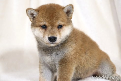 成約済の滋賀県の柴犬-328896の3枚目