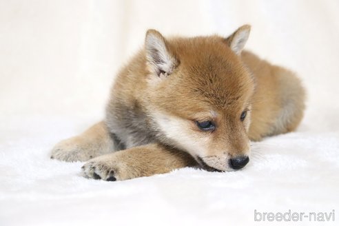 成約済の滋賀県の柴犬-328896の2枚目