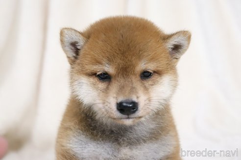 成約済の滋賀県の柴犬-328897の5枚目