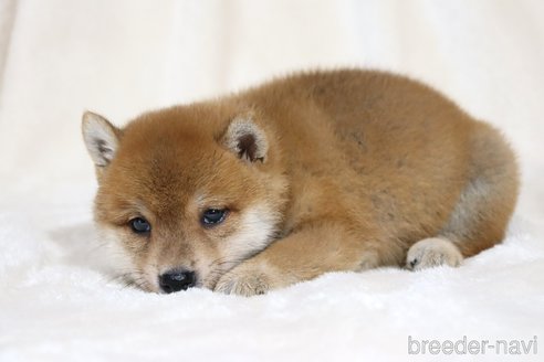 成約済の滋賀県の柴犬-328897の4枚目