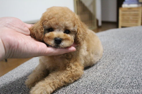 成約済の茨城県のトイプードル-298970の1枚目