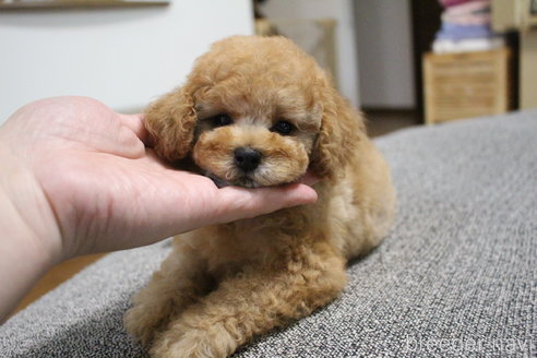 成約済の茨城県のトイプードル-298970の5枚目