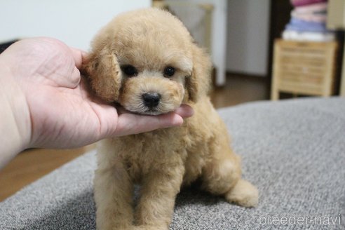 成約済の茨城県のトイプードル-328909の5枚目